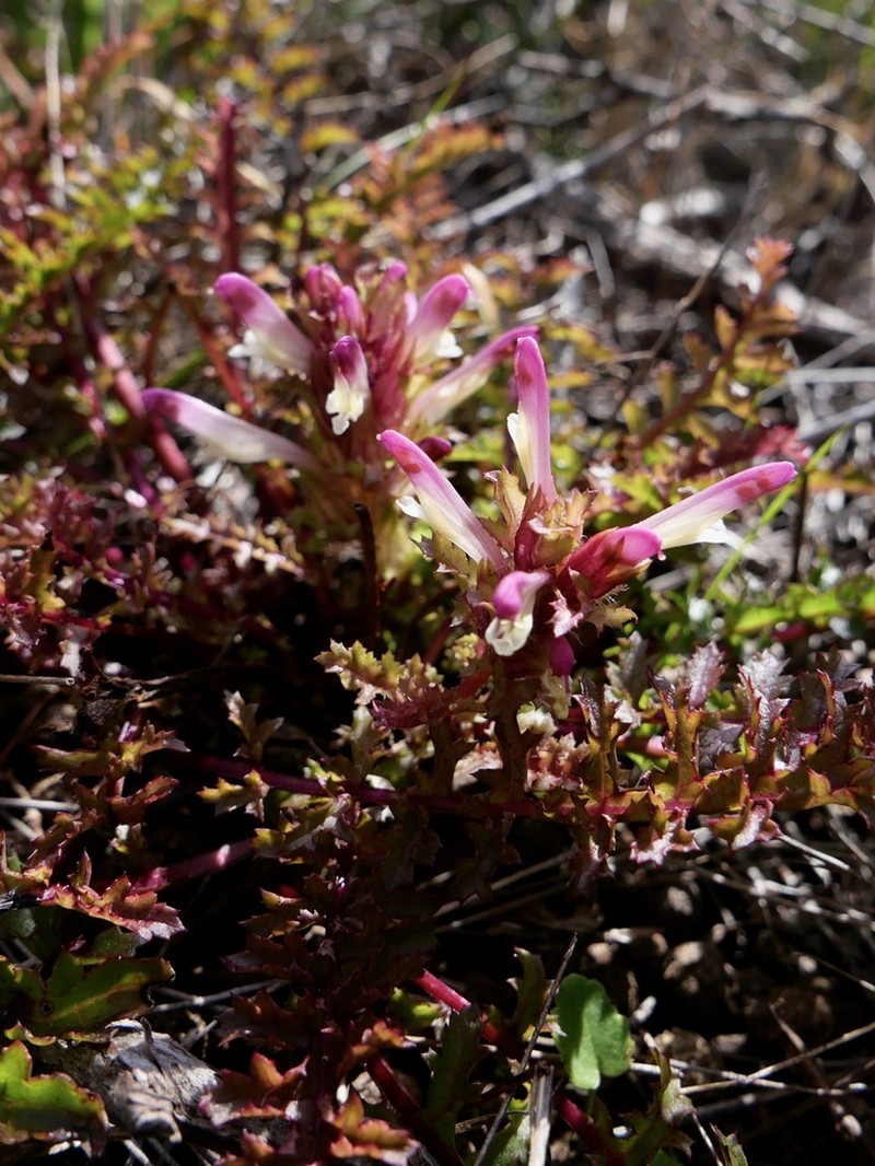 Pedicularis rigginsiae photo 4