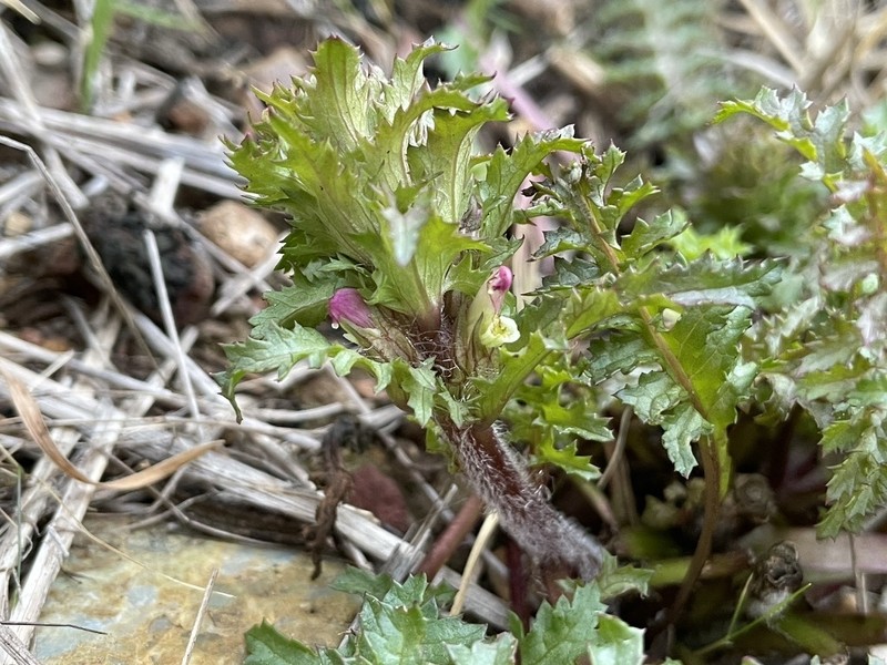 Pedicularis rigginsiae photo 5