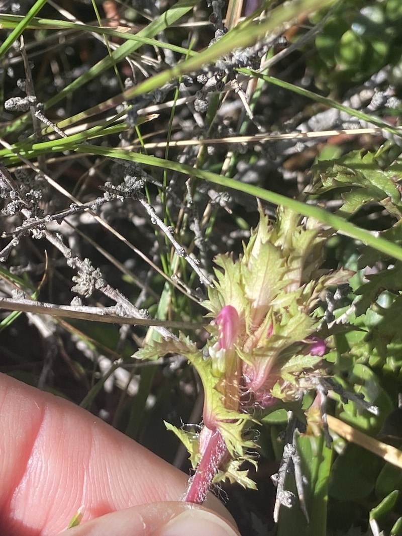Pedicularis rigginsiae photo 6