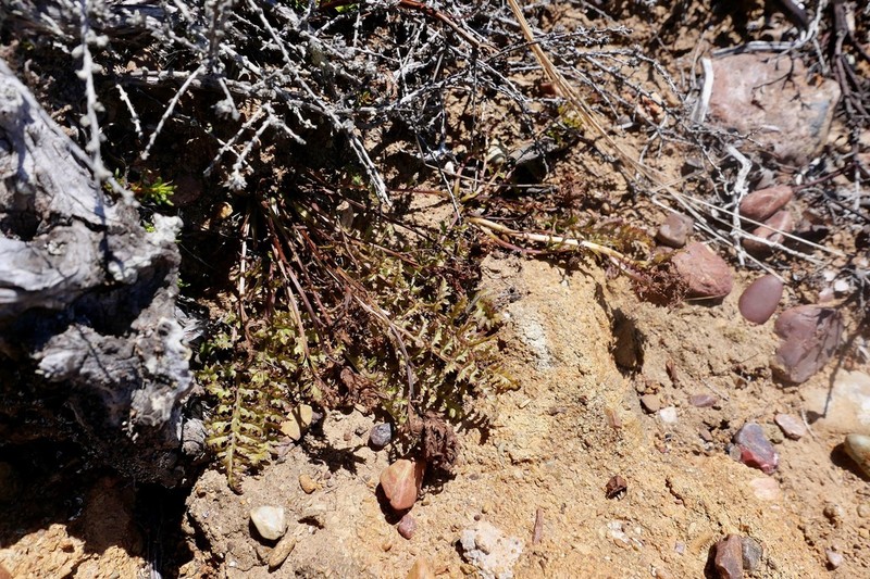 Pedicularis rigginsiae photo 7