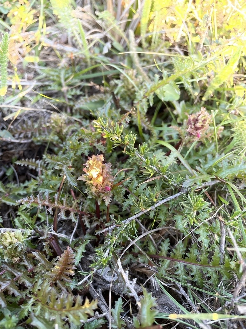 Pedicularis rigginsiae photo 8