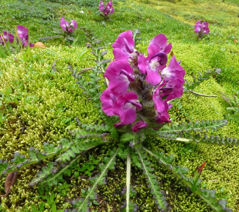 Pedicularis robusta
