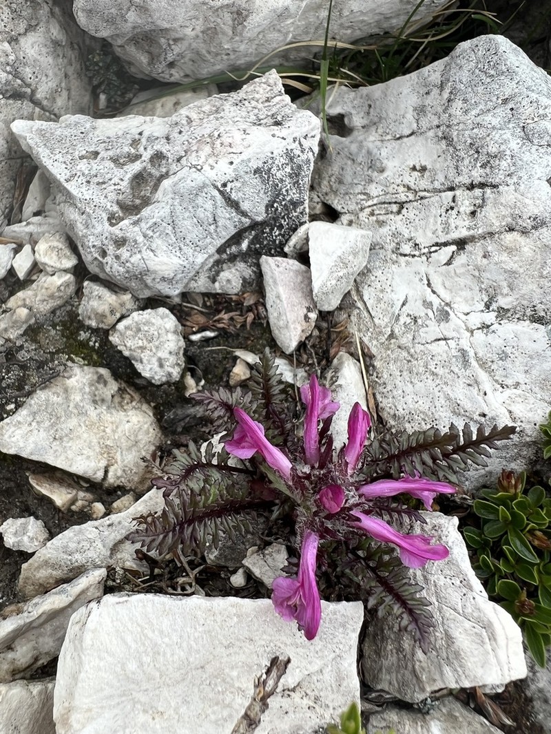 Pedicularis rosea
