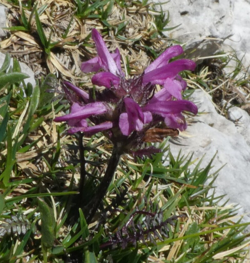 Pedicularis rosea photo 2