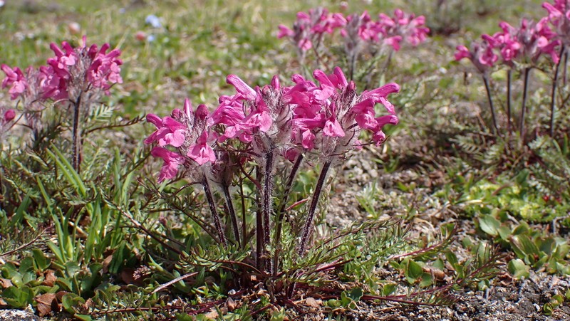 Pedicularis rosea photo 3