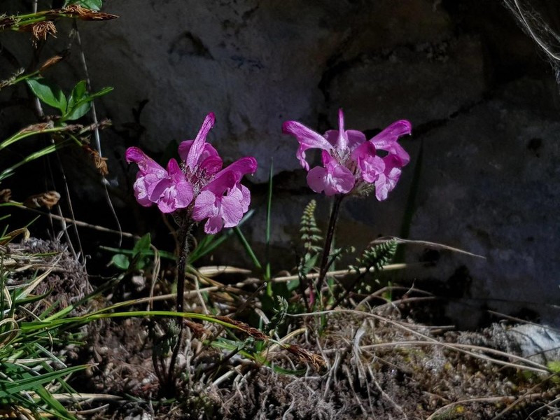 Pedicularis rosea photo 4