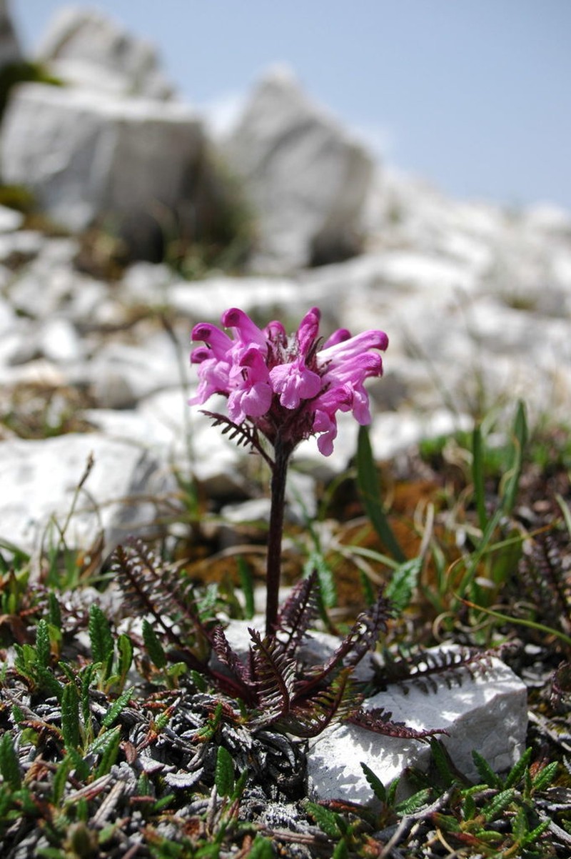 Pedicularis rosea photo 5