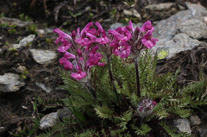 Pedicularis rosea photo 6