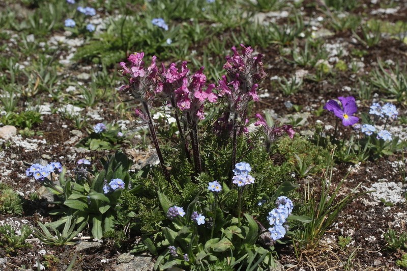 Pedicularis rosea photo 7