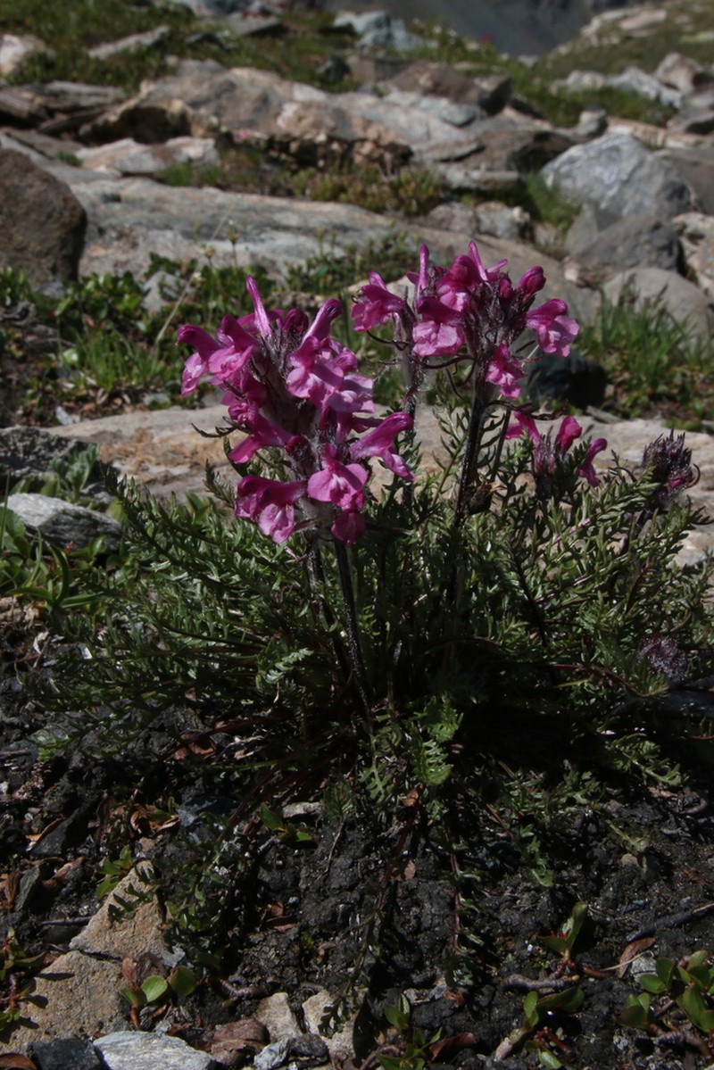 Pedicularis rosea photo 8