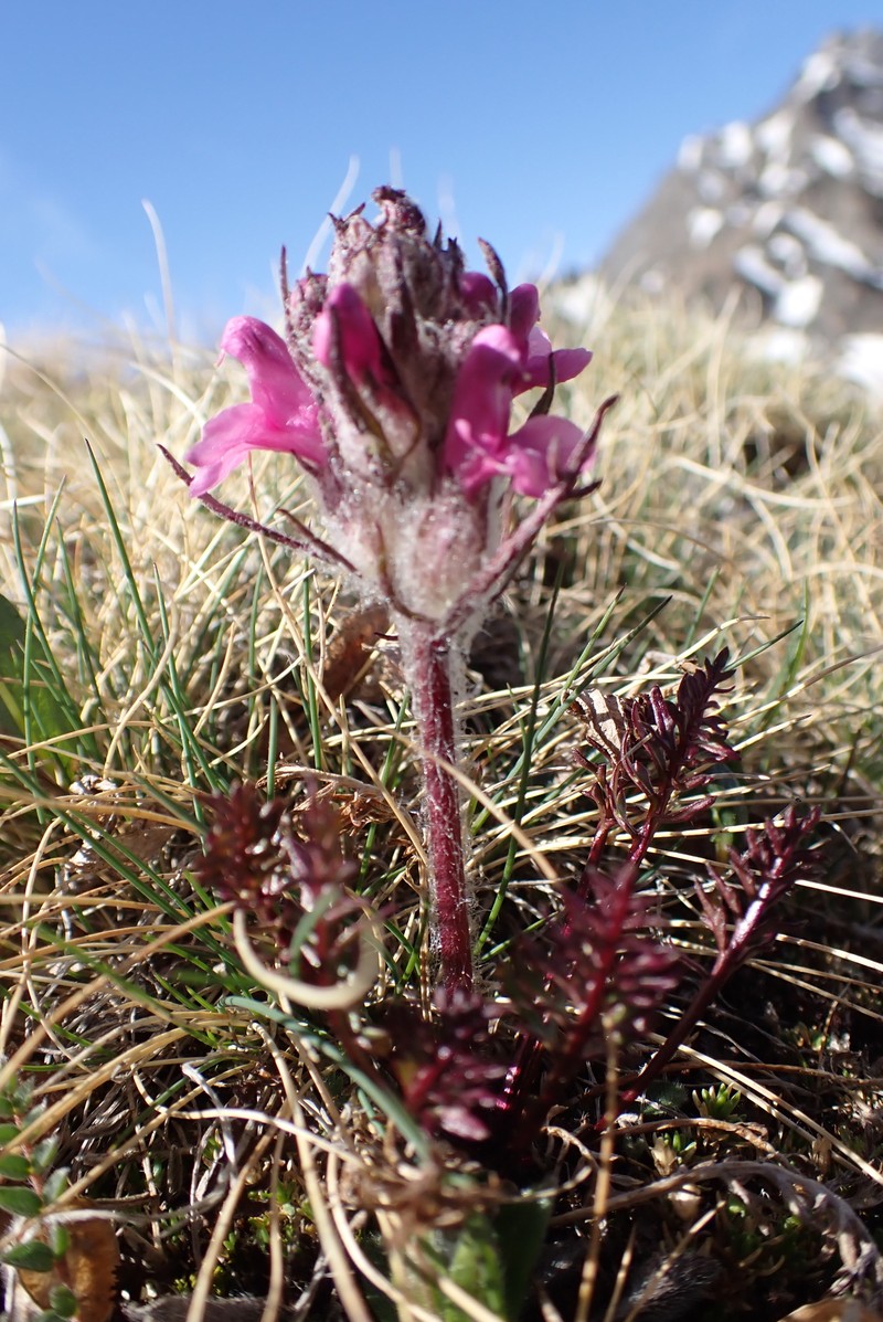 Pedicularis rosea subsp. allionii photo 2