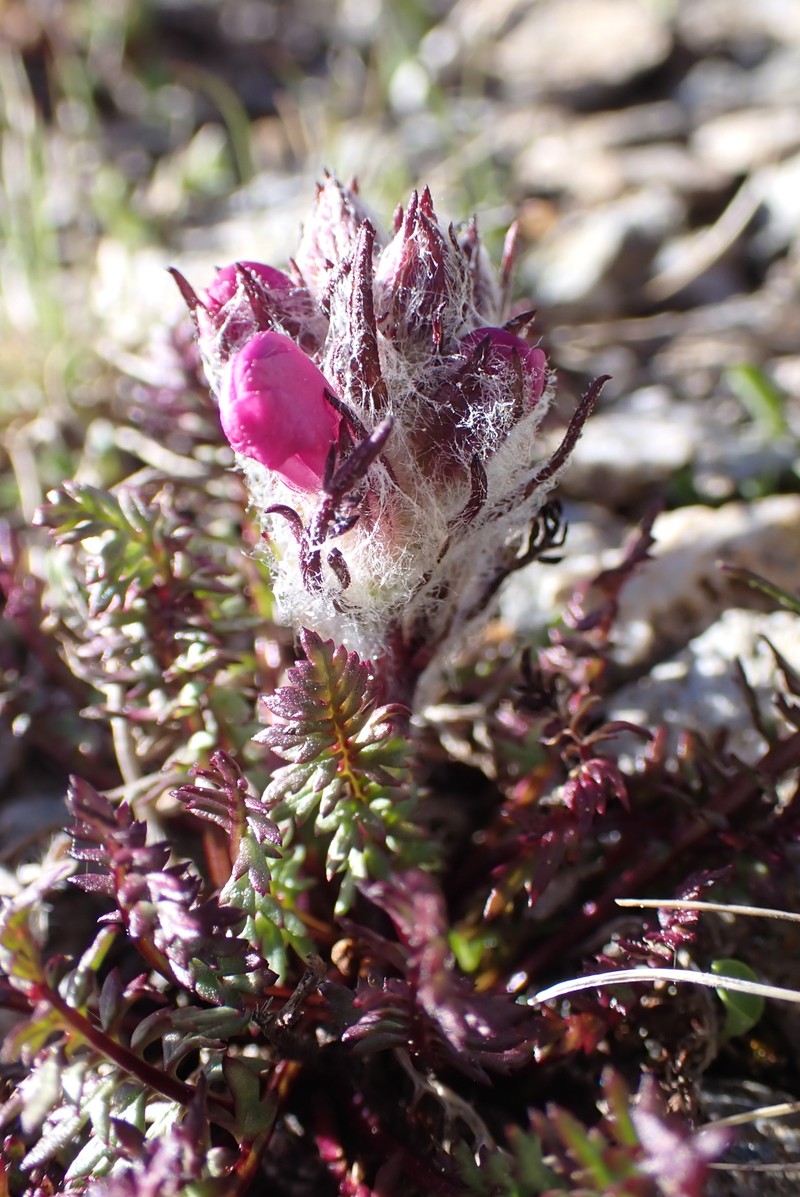 Pedicularis rosea subsp. allionii photo 3