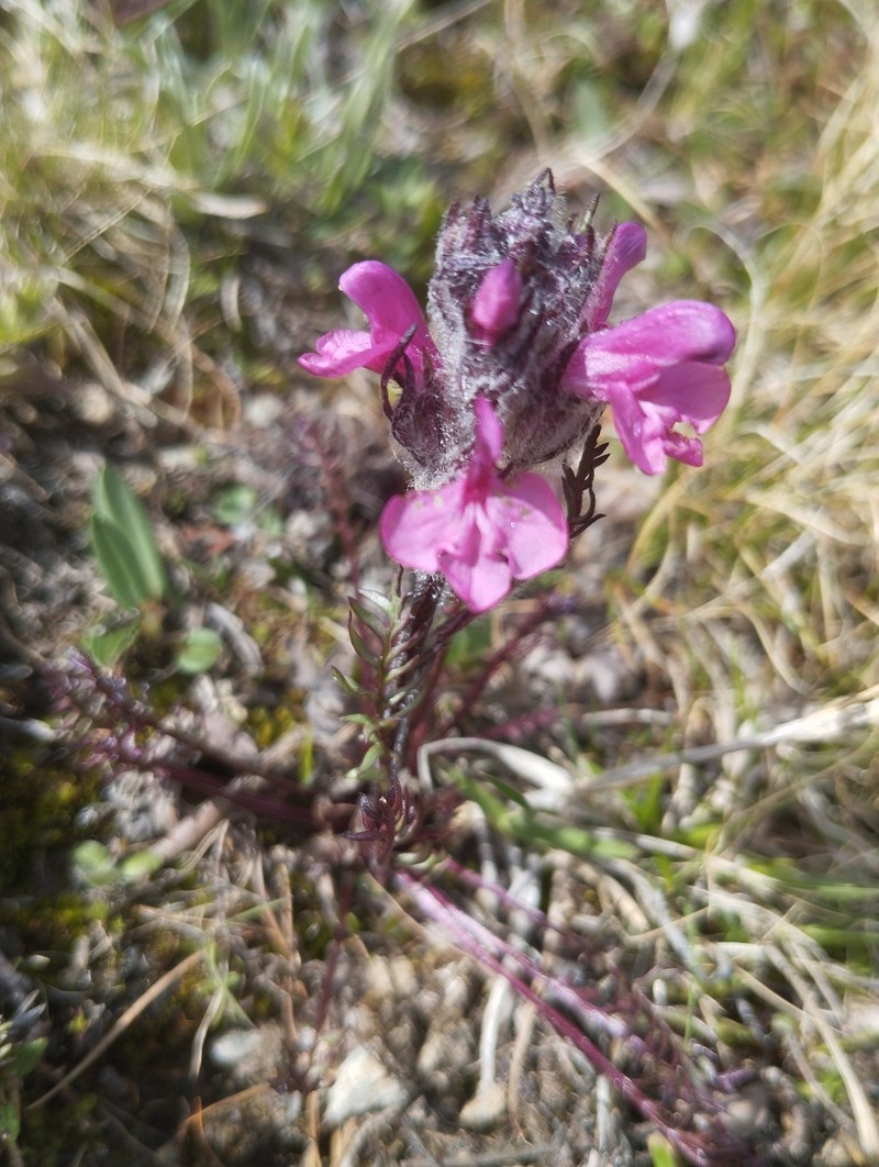 Pedicularis rosea subsp. allionii photo 4