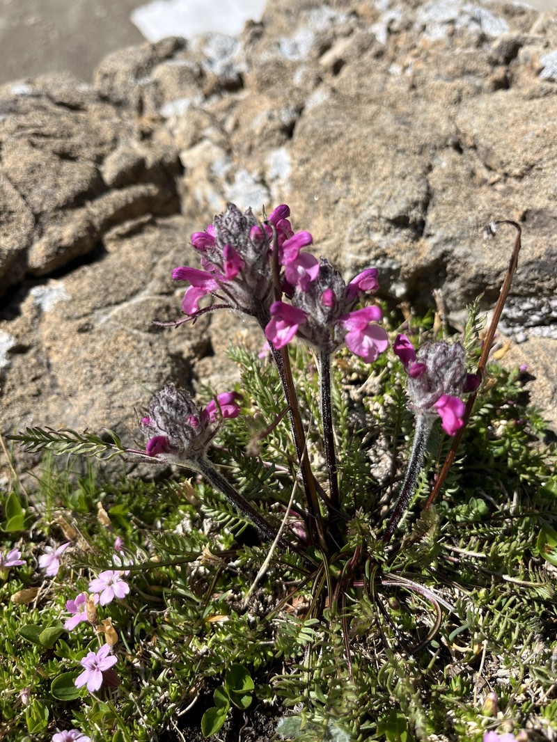 Pedicularis rosea subsp. allionii photo 5