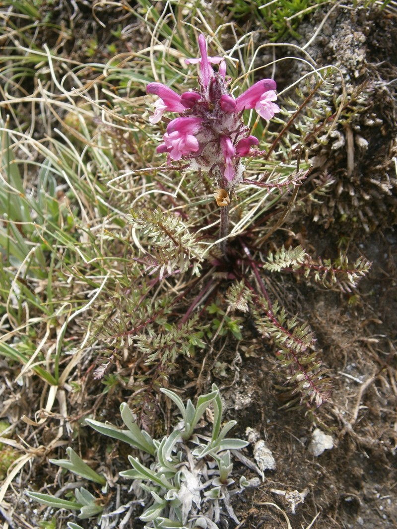 Pedicularis rosea subsp. allionii