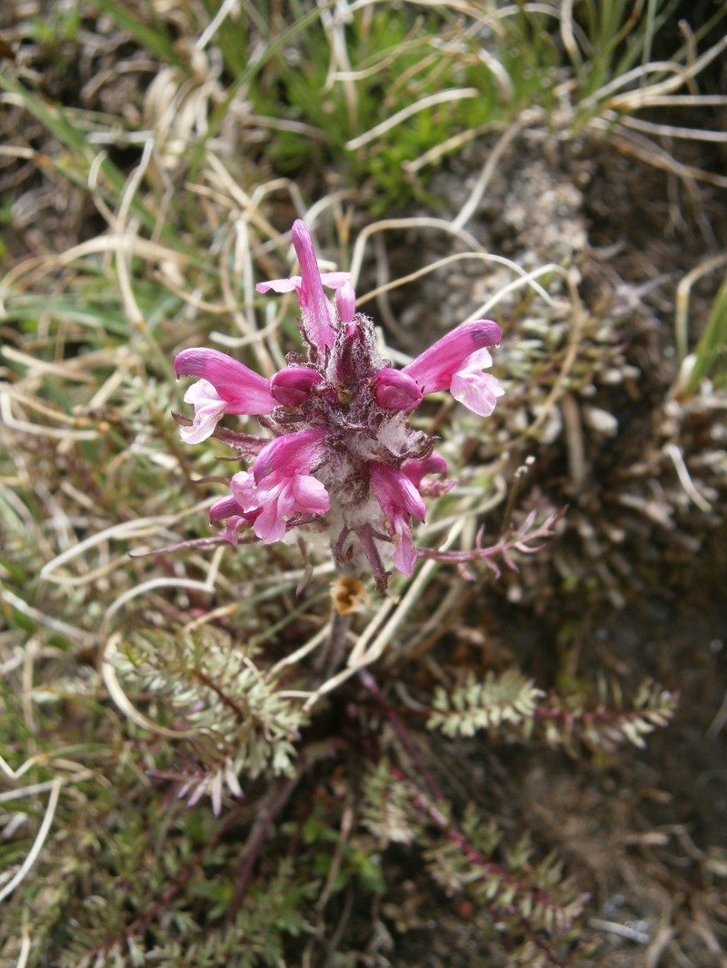Pedicularis rosea subsp. allionii photo 6