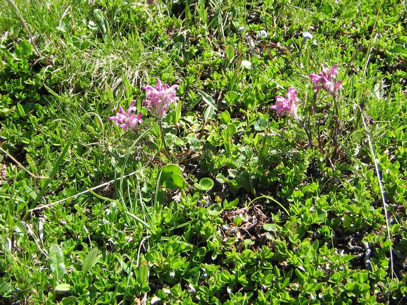 Pedicularis rosea subsp. allionii photo 7