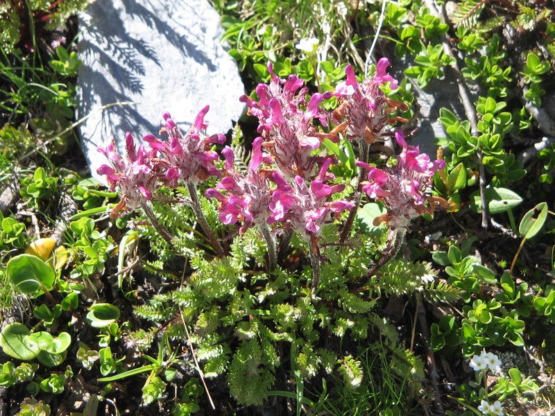Pedicularis rosea subsp. allionii photo 8