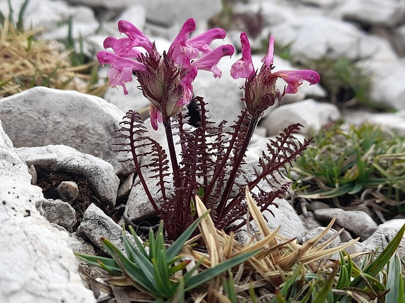 Pedicularis rosea subsp. rosea