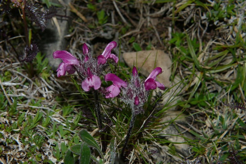 Pedicularis rosea subsp. rosea photo 2