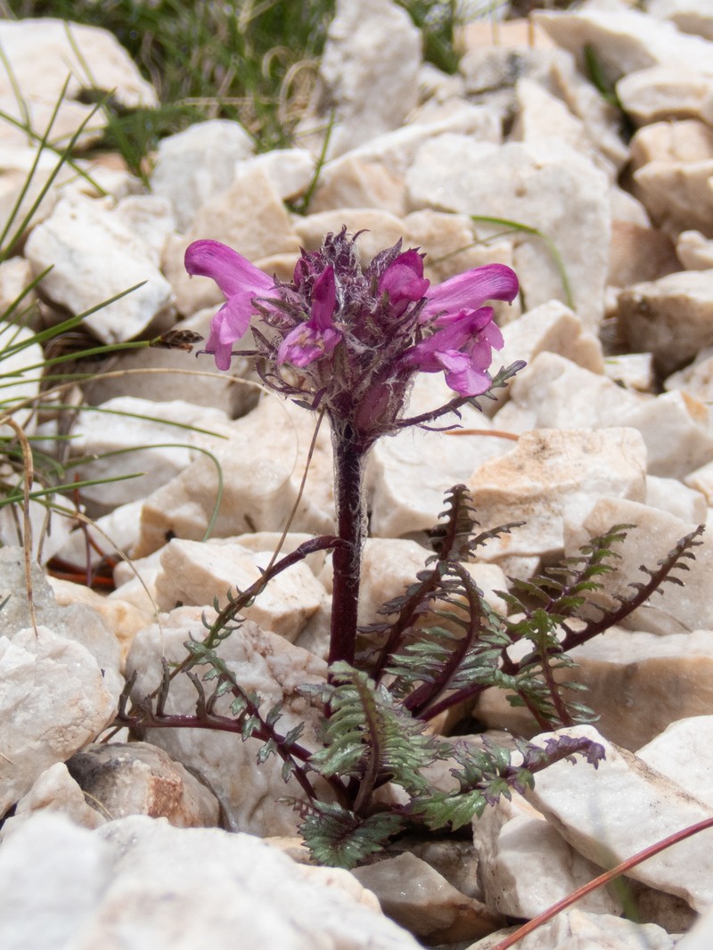 Pedicularis rosea subsp. rosea photo 3
