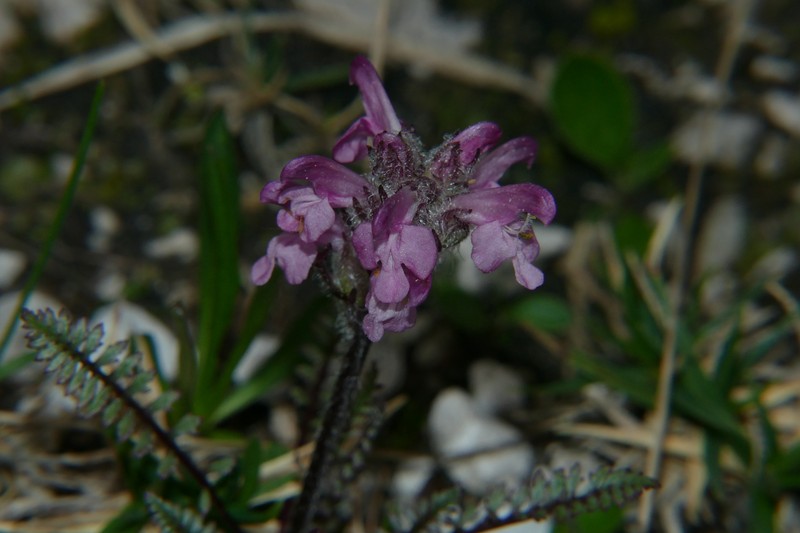 Pedicularis rosea subsp. rosea photo 4