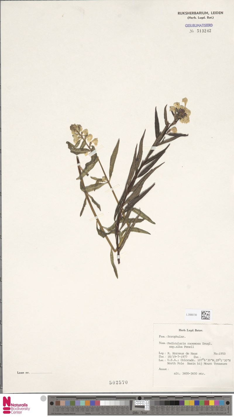 Pedicularis roseialba