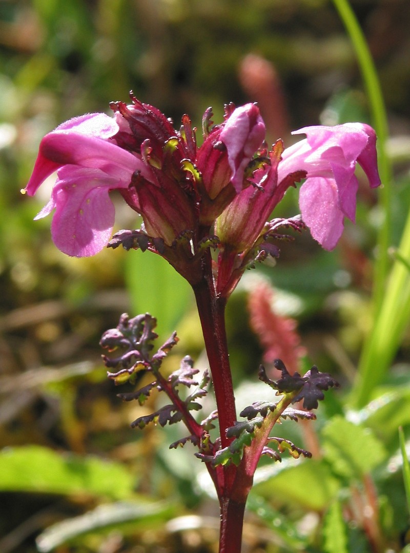 Pedicularis rostratocapitata