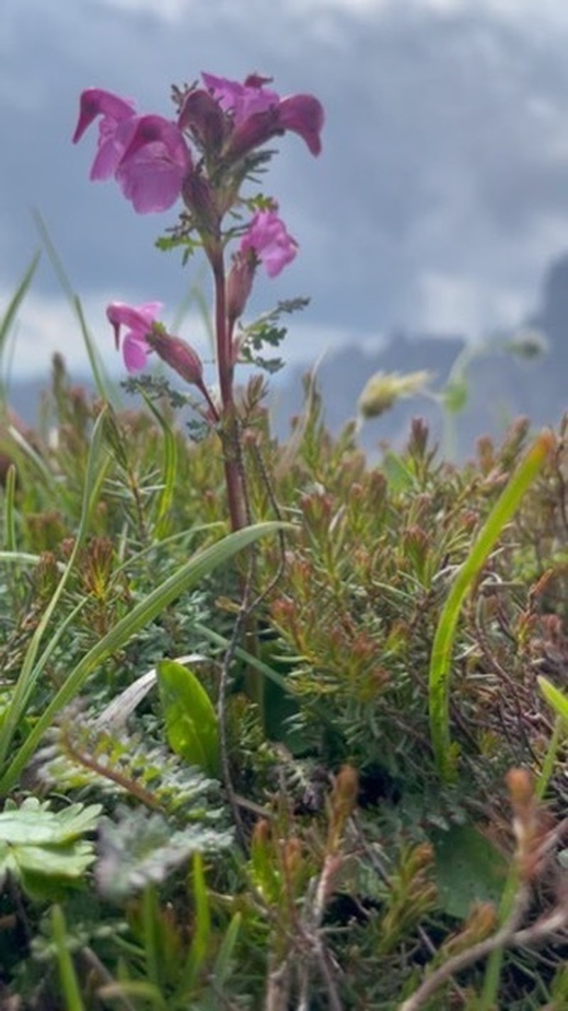 Pedicularis rostratocapitata photo 2