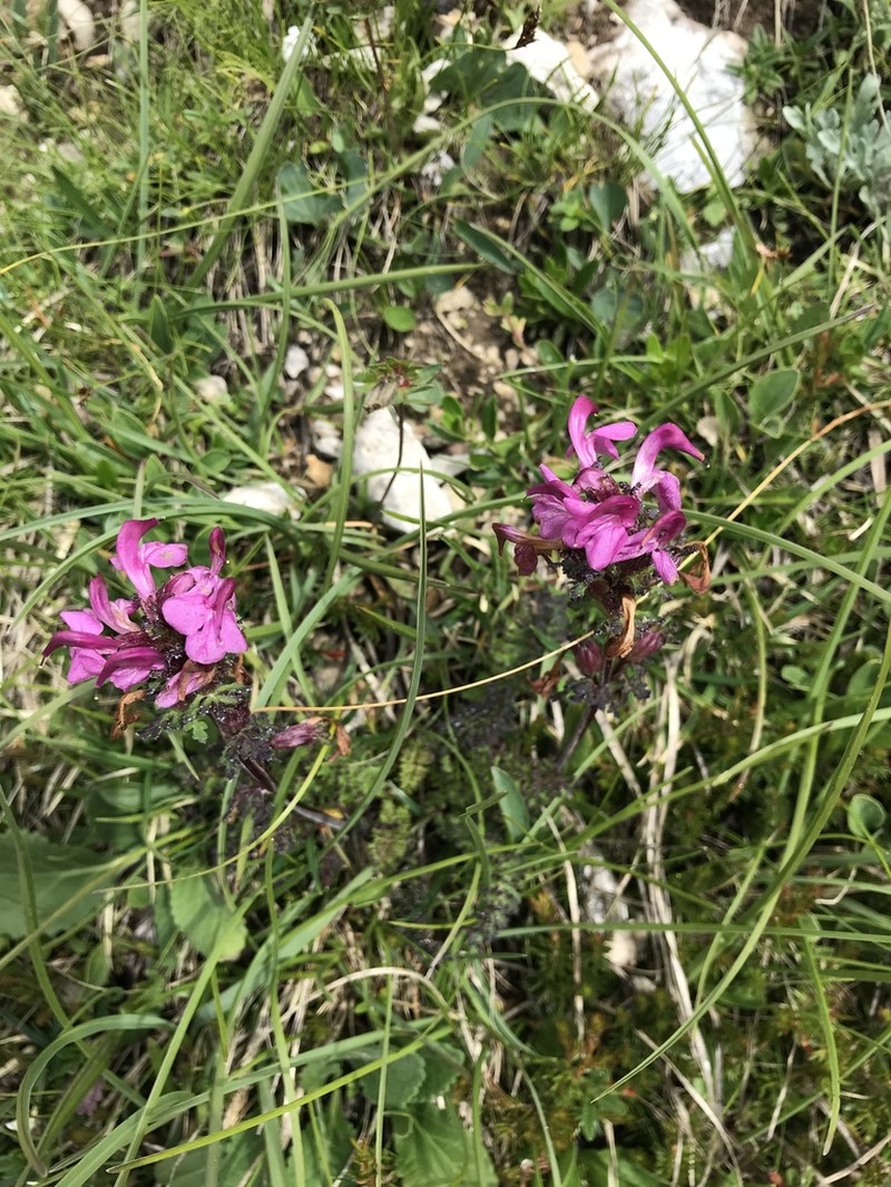 Pedicularis rostratocapitata photo 3