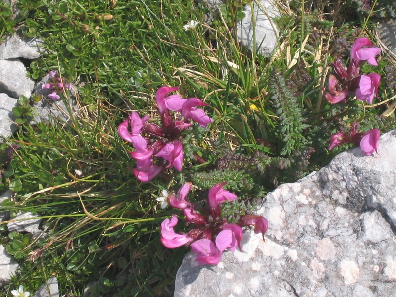 Pedicularis rostratocapitata photo 4