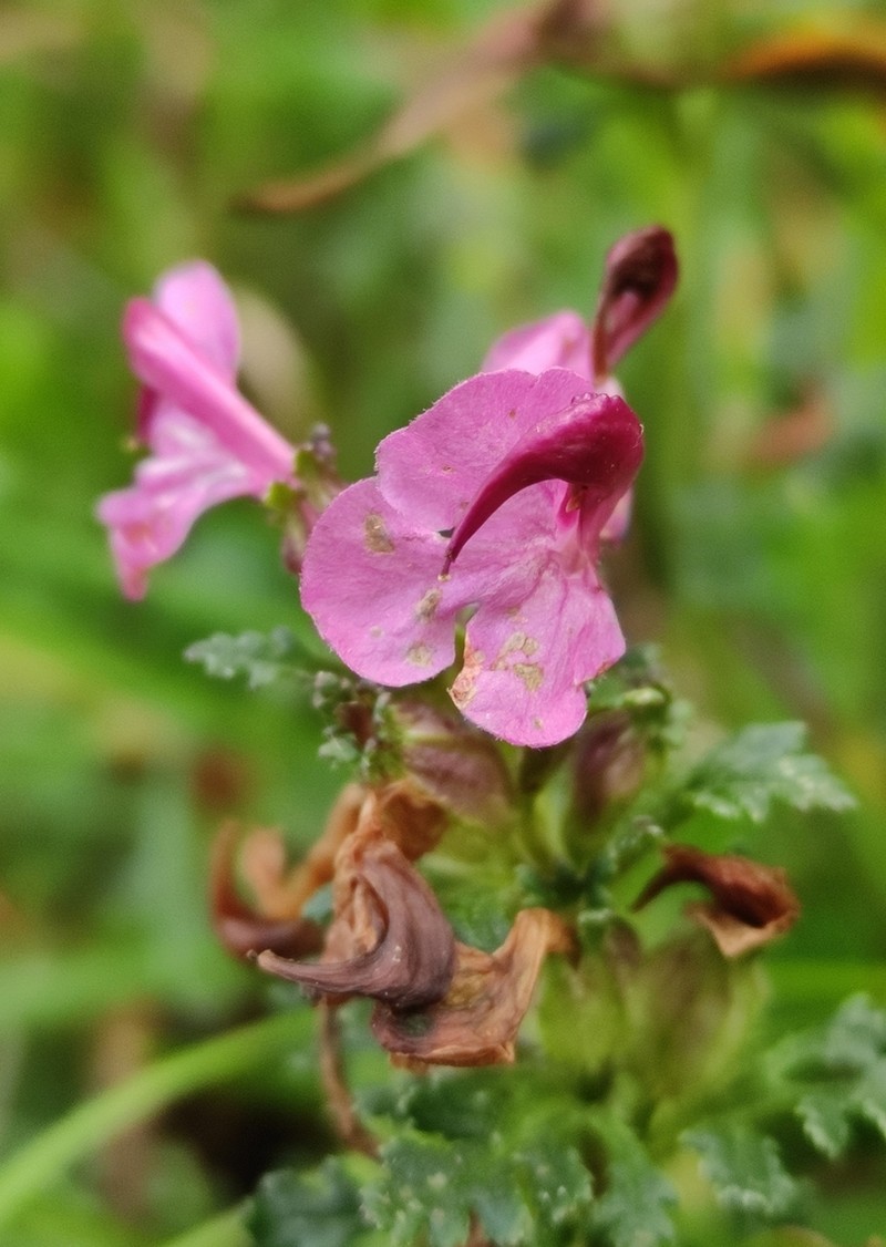 Pedicularis rostratocapitata photo 5