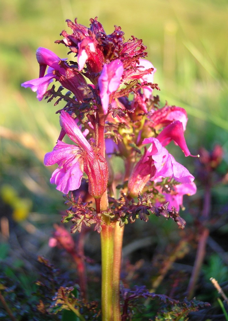 Pedicularis rostratocapitata photo 6
