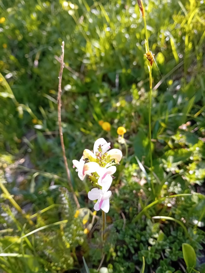 Pedicularis rostratocapitata photo 7