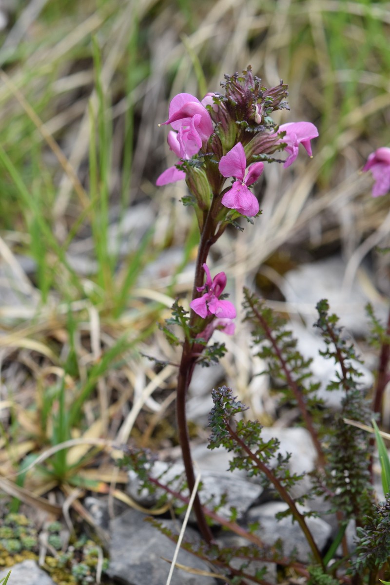 Pedicularis rostratocapitata subsp. glabra