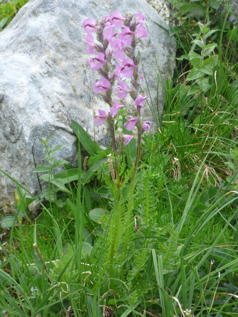 Pedicularis rostratospicata