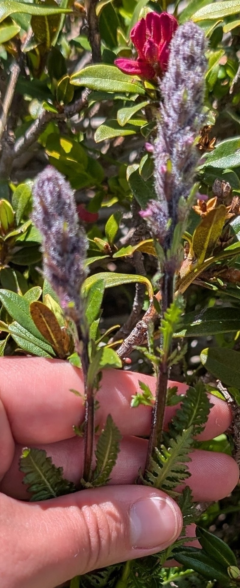 Pedicularis rostratospicata photo 2