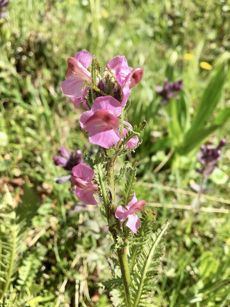 Pedicularis rostratospicata photo 3