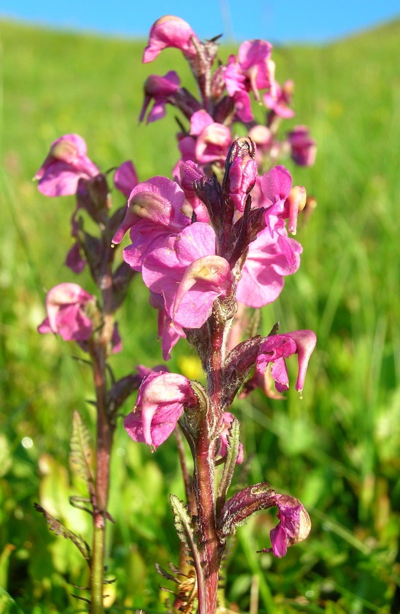 Pedicularis rostratospicata photo 4