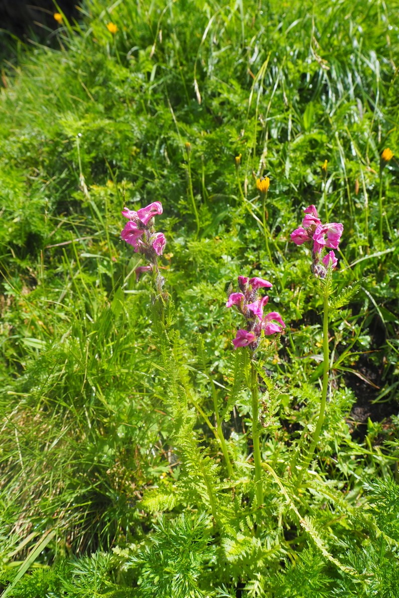 Pedicularis rostratospicata photo 5