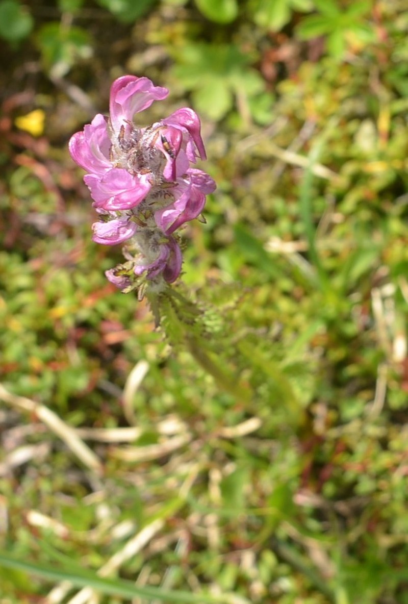 Pedicularis rostratospicata photo 6