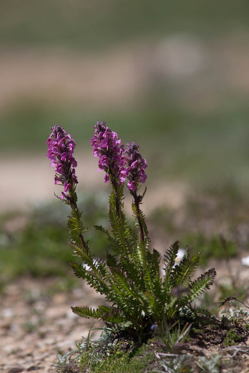 Pedicularis rostratospicata photo 7