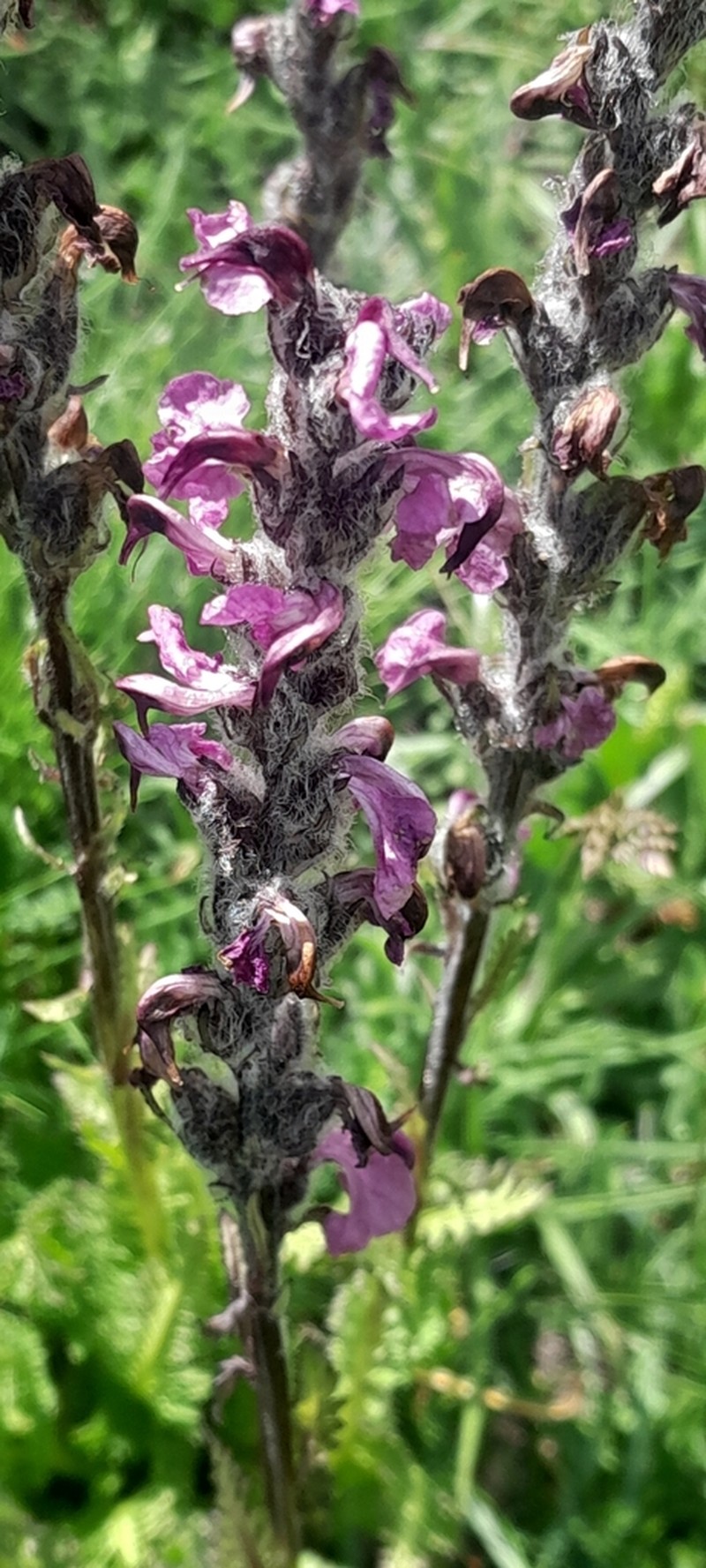 Pedicularis rostratospicata photo 8