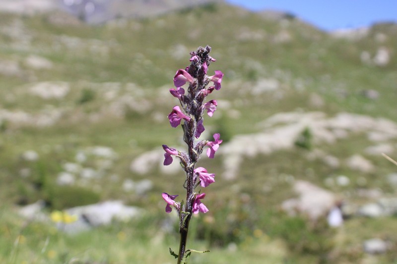 Pedicularis rostratospicata subsp. helvetica photo 2