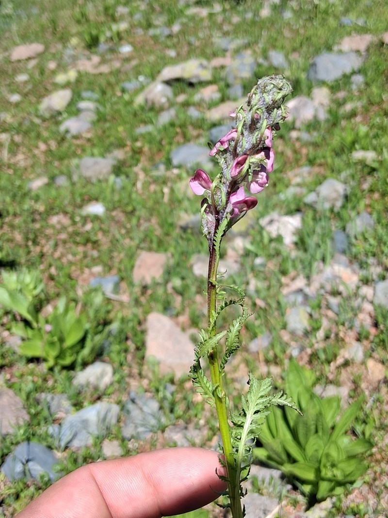 Pedicularis rostratospicata subsp. helvetica photo 3