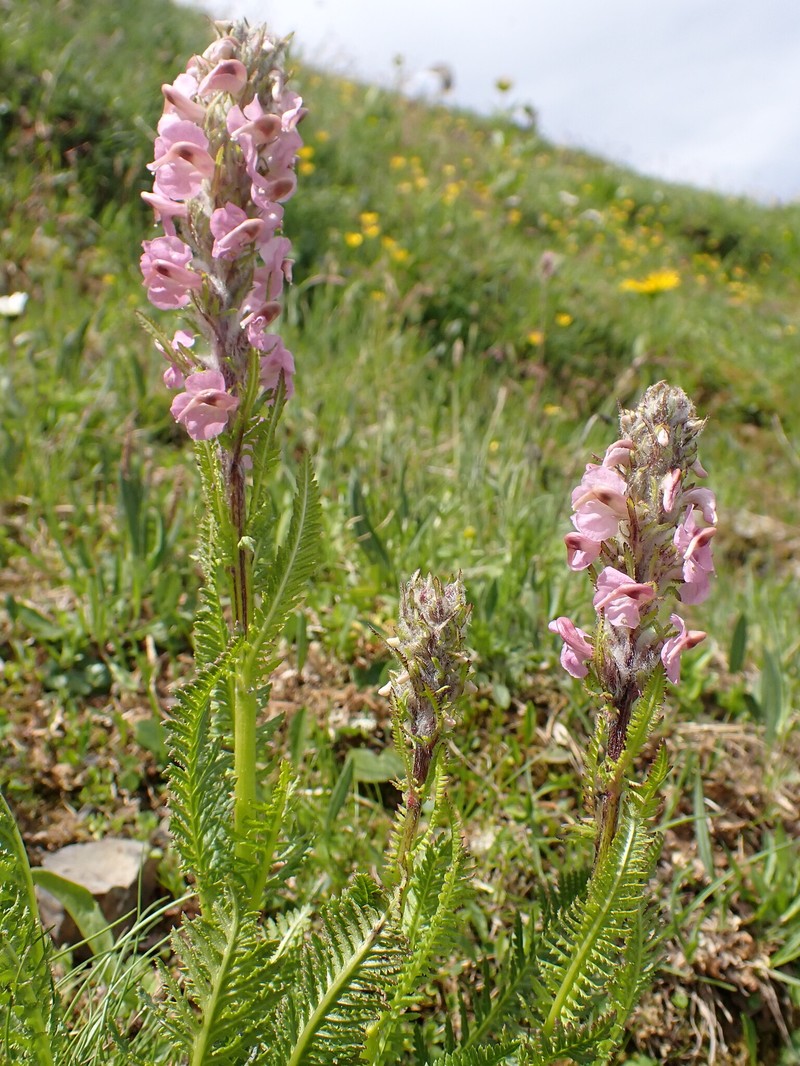 Pedicularis rostratospicata subsp. helvetica photo 4