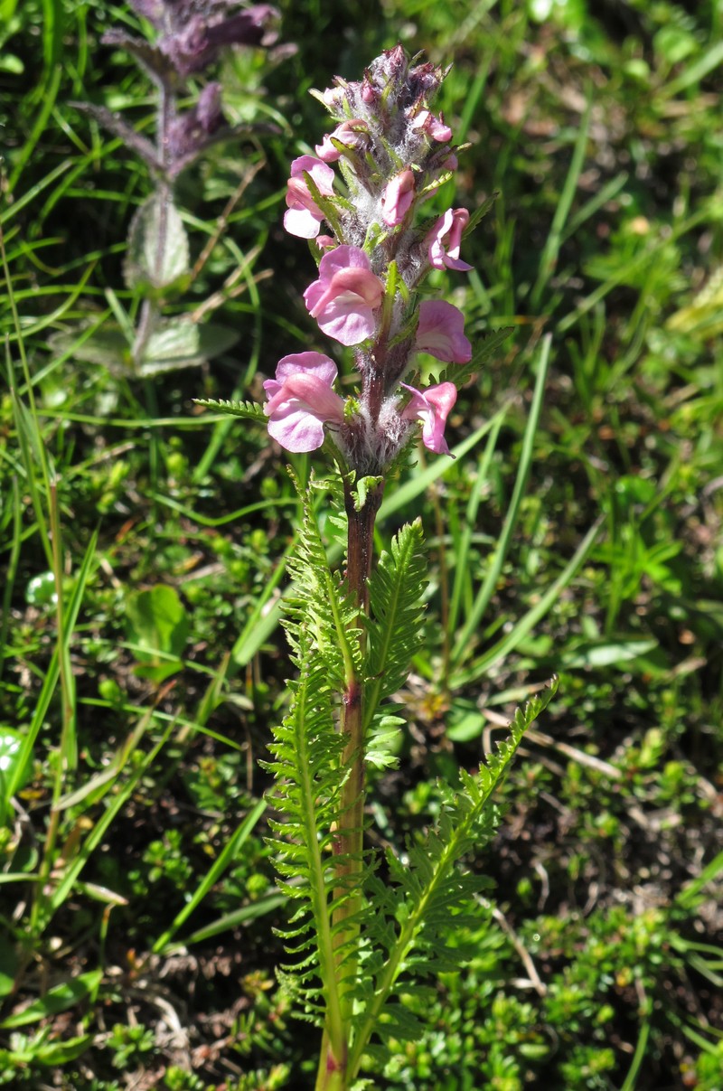 Pedicularis rostratospicata subsp. helvetica photo 5