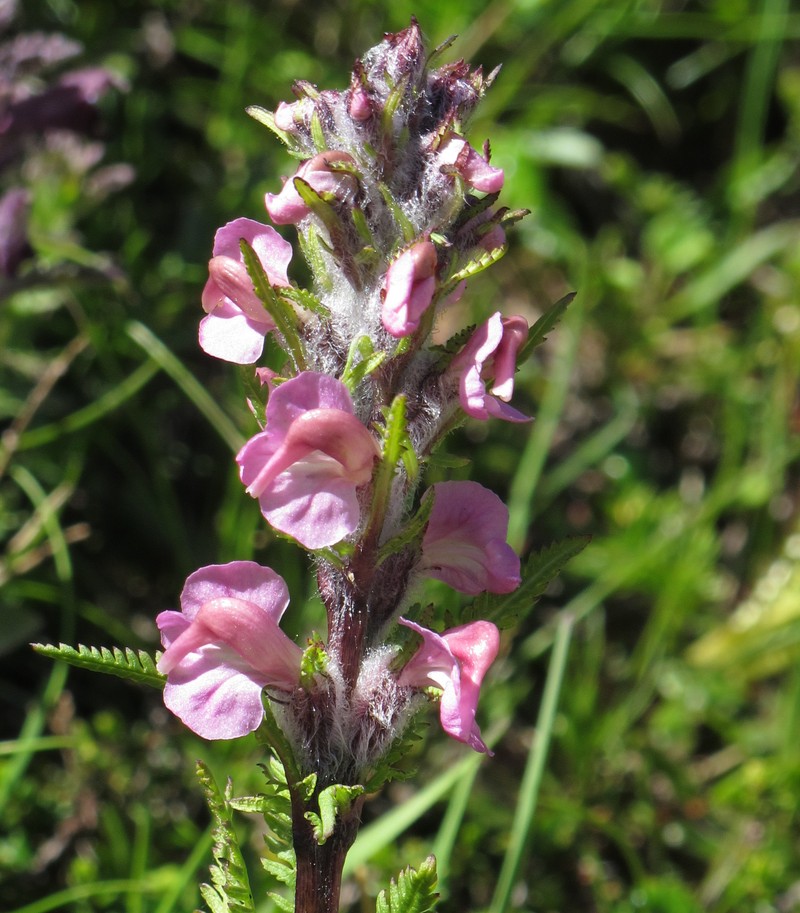 Pedicularis rostratospicata subsp. helvetica photo 6