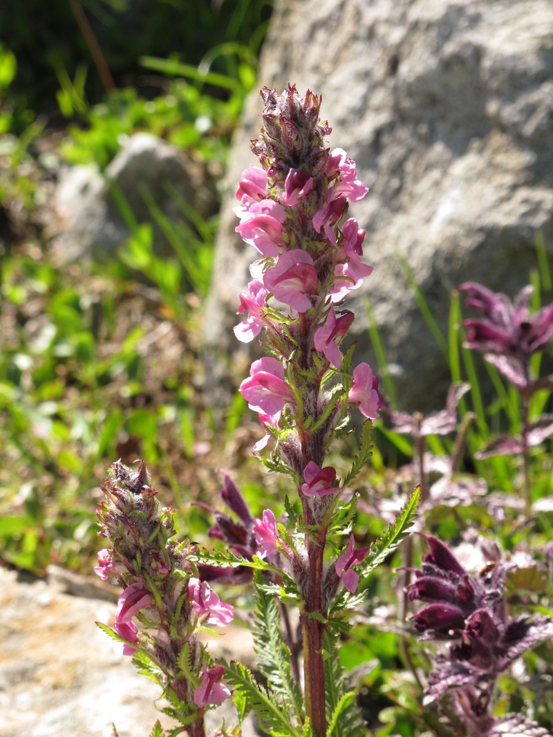 Pedicularis rostratospicata subsp. helvetica photo 7