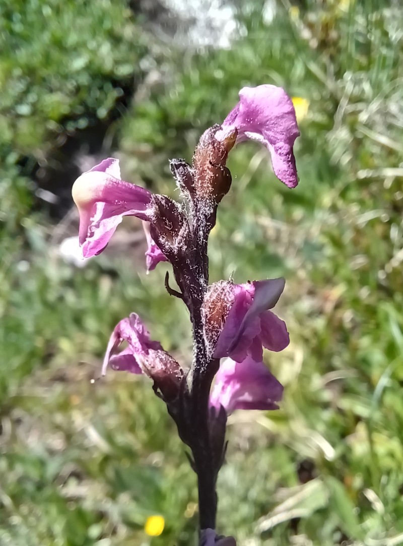 Pedicularis rostratospicata subsp. rostratospicata